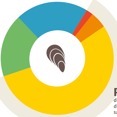 infographie coquillage
